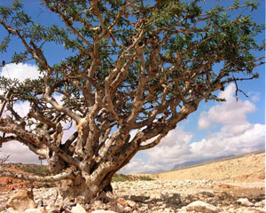 Photo 1. Frankincense Trees (Photo: Ministry of Tourism, Sultanate of Oman)