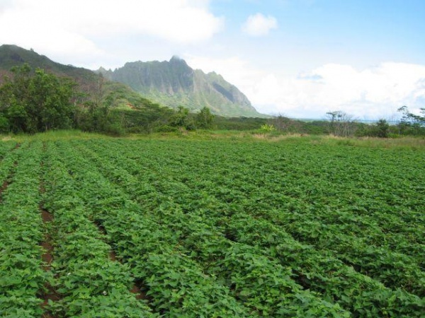 View of Waikane on the island of Oahu, balancing agriculture and natural resources
