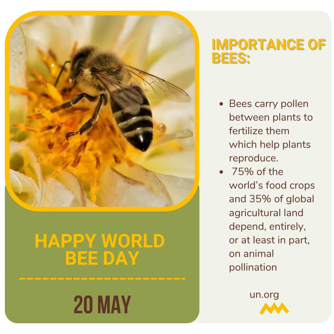 bee day newsletter
