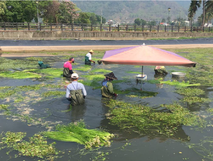 White Water Snowflake Cultivation in Meinong. July 2021 Kaohsiung Wild Bird Society