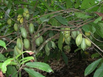 A cocoa farm within project site