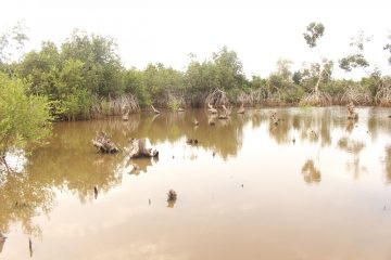 Degraded Mangrove from fellign activities